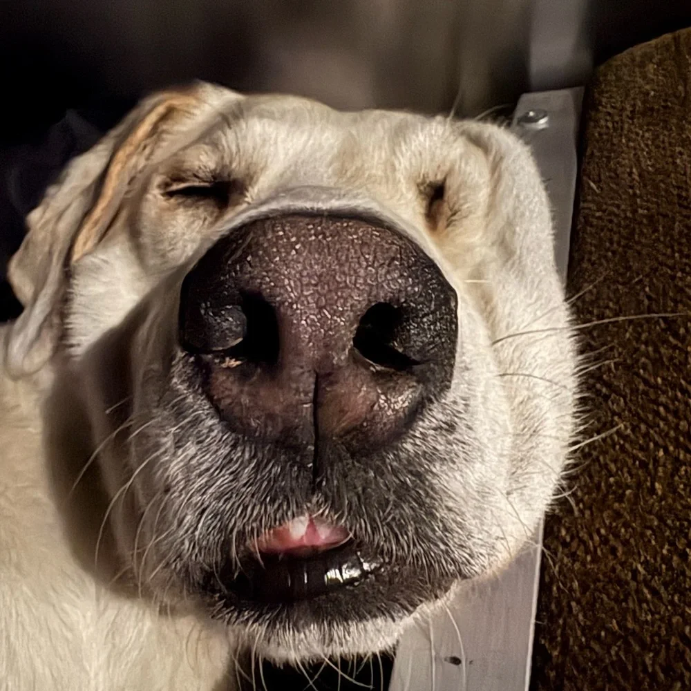 Us🤠🐶🔨 - Picture 15 of 16